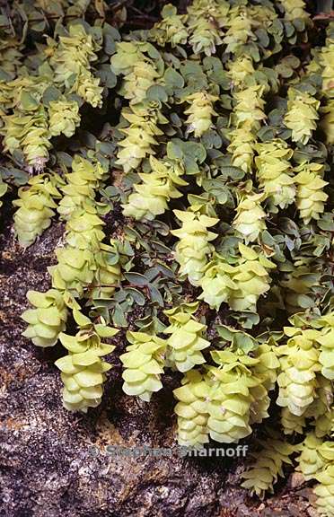 origanum rotundifolium 4 graphic